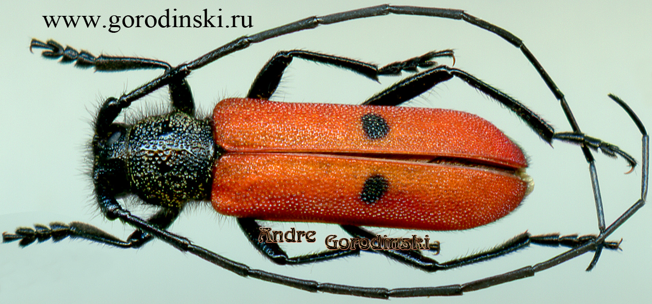 http://www.gorodinski.ru/cerambyx/Afghanicenus nuristanicus.jpg
